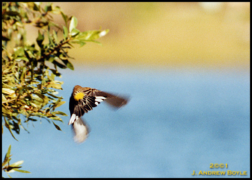 Yellow Rump Warbler