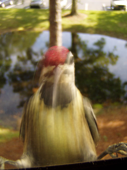 Yellow-bellied Sapsucker