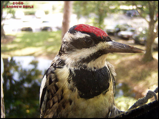 Yellow-bellied Sapsucker