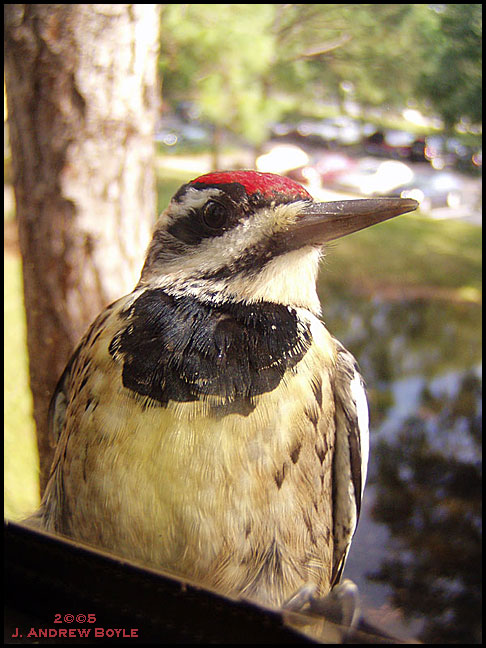 Yellow-bellied Sapsucker