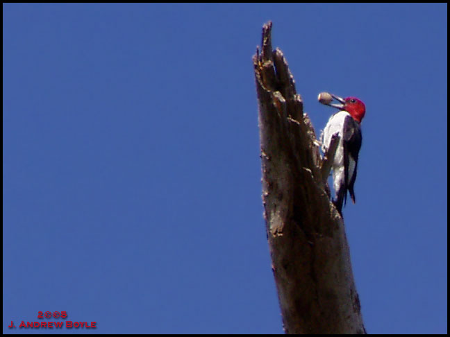 Red-headed Woodpecker