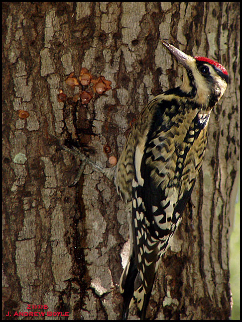 Yellow-bellied Sapsucker