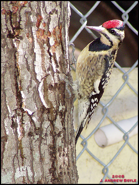 Yellow-bellied Sapsucker