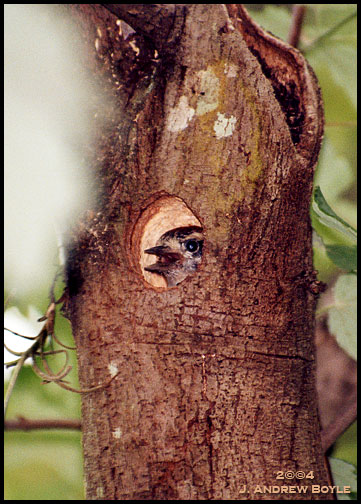 Downy Woodpecker