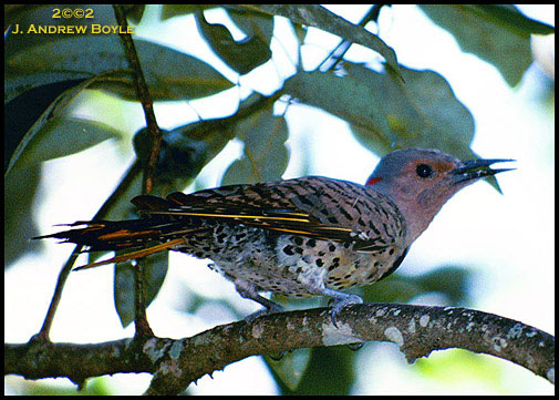 Northern Flicker