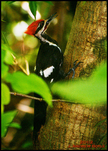 Pileated Woodpecker