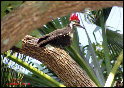 Pileated Woodpecker