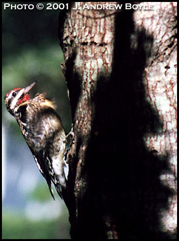 Yellow-bellied Sapsucker