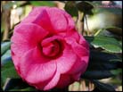 camellia05lgkf